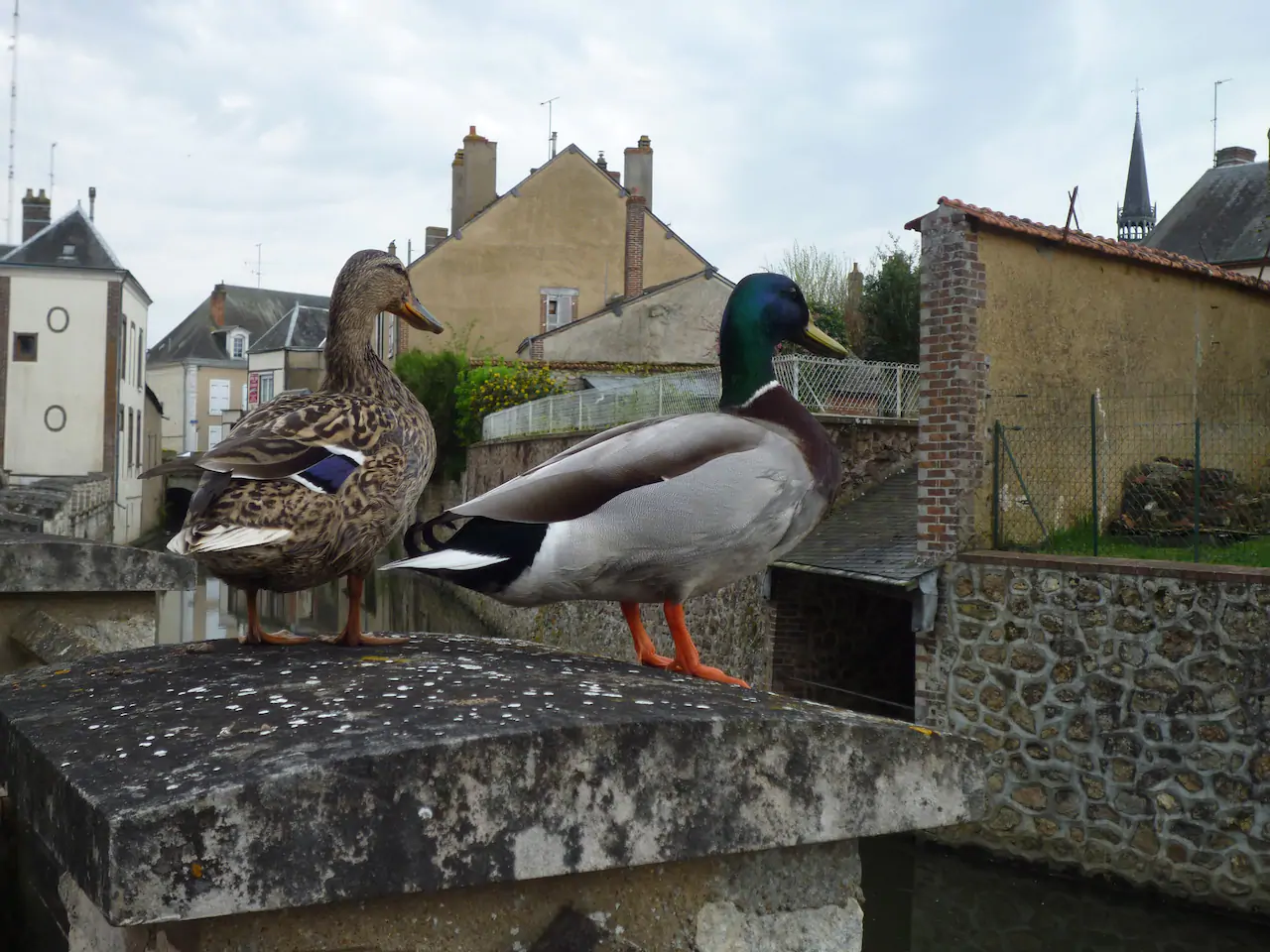 canards